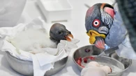 Al Bioparco di Roma l'8 maggio è nato un raro avvoltoio papa