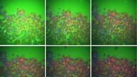 L'elasticità dei tessuti dipende dall'acqua fra le cellule