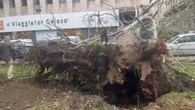 Per il maltempo un albero cade a Milano sulla carreggiata