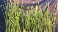 Moon-Rice, nasce in Italia il riso per le future basi spaziali