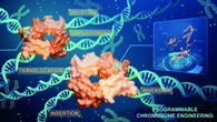 Due nuove tecniche modificano i cromosomi senza lasciare tracce