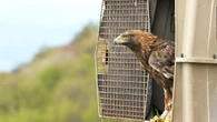 Tornata in libertà aquila trovata ferita a febbraio in Valbrenta
