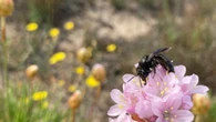 Una nuova specie di ape scoperta nel nord Sardegna