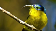 Dalla Nettarinia al Bucero, 500 uccelli a rischio in 100 anni