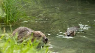 L''ingegnere della natura', castori crescono nel Tarvisiano