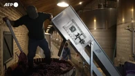 Cile, un'azienda vinicola inizia l'imbottigliamento