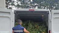 Maxi piantagione di marijuana nell'Oristanese, 9 arresti