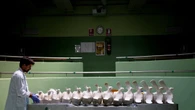 Carcassa balena del Triestino, in corso ricostruzione scheletro