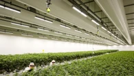 Radicali,titolari negozi cannabis light rischiano 20anni carcere