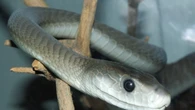 Pronto il super antidoto contro il veleno di 19 serpenti letali
