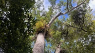 Le foreste tropicali australiane sono diventate fonti di CO2