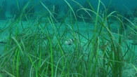 L'Adriatico è troppo caldo, sta perdendo le sue praterie