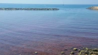 L'acqua del mare si tinge di rosso nell'Imperiese