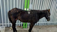 Abbandona cavallo ferito, denunciato ex consigliere comunale