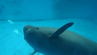 Dagli antichi poemi cinesi ricostruito il declino dei 'delfini sorridenti'