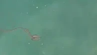 'Strane' meduse Chriysora presenti nel golfo di Trieste