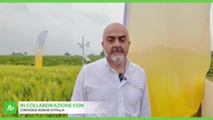 Grano, qualita' in crescita ma preoccupa la contrazione delle superfici
