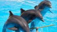 Il Messico vieta delfinari e show con mammiferi marini