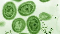 Oceani, il caldo minaccia uno dei maggiori produttori di ossigeno