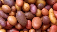 Le patate si sono evolute dai pomodori 9 milioni di anni fa