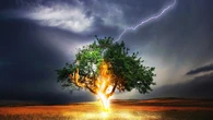 I fulmini colpiscono e distruggono 320 milioni di alberi l'anno