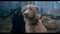 Leonberg, Good Boy, il mio retriever contro i fantasmi