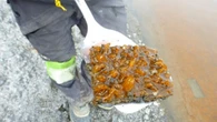 Pozze nel ghiaccio i rifugi della vita primitiva sulla Terra