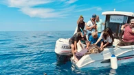 Ischia, quattro tartarughe curate tornano in libertà in mare