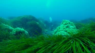 Nel Dna delle piante marine il ricordo degli eventi stressanti