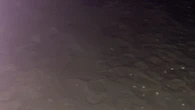 Storica deposizione di uova di tartaruga marina a Riccione