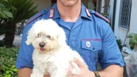 'Se vuoi rivedere il cane prepara 450 euro', arrestato 16enne