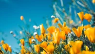 Un circuito genetico lega i fiori a luce e temperatura
