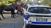 Cavalli in fuga a gara podistica Imola,vigili sventano pericolo