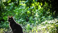 Spariti 15 gatti in un mese, a Cogne allarme tra proprietari