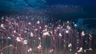 Ci sono forme di vita anche nelle fosse oceaniche più profonde VIDEO