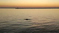 Dopo il delfino una foca monaca avvistata in Laguna Venezia