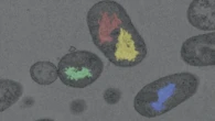 Batteri dell'intestino come armi contro sostanze nocive