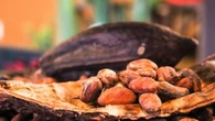 Batteri tra i fattori chiave per il miglior sapore di cioccolato