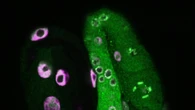 La longevità può essere ereditata, grazie a una proteina