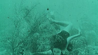 Festival Cinemabiente dal 5 giugno con Wonders of the sea