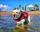 Addio a Mira, il cane bagnino eroe dei salvataggi in mare