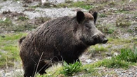 Spara al cinghiale ma uccide l'amico, muore 46enne