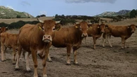 Dermatite bovini in Sardegna,Unità di crisi conferma blocco capi