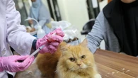Fra 3 anni un terzo di veterinari della sanità pubblica andrà in pensione