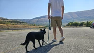 Cane trascinato con auto, per ex padroni multa da 8mila euro ciascuno