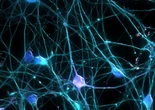 E’ vero che nel cervello adulto non si formano più nuove cellule?