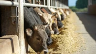 In Lombardia misure urgenti contro la dermatite bovina