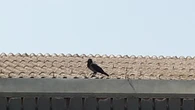 Cornacchia aggressiva a Pordenone, Tar sospende ordinanze per abbatterla