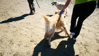 "Il cane in spiaggia non può stare",finisce a botte tra bagnanti