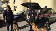 Sorelle scomparse: per le ricerche impiegati anche cani da 'mantrailing'
